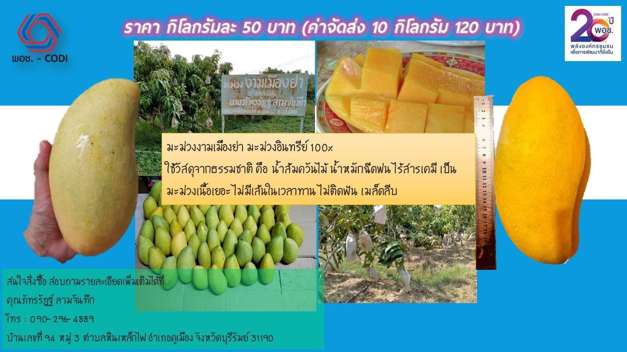มะม่วงอินทรีย์ ชาวบุรีรัมย์
